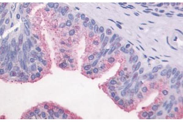 GPR87 anticorps  (C-Term)