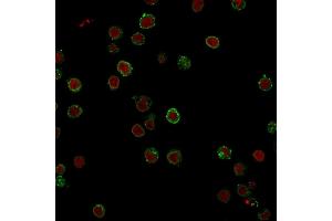 Immunofluorescence Analysis of Jurkat cells labeling CD3e with CD3e Mouse Monoclonal Antibody (CRIS-7) followed by Goat anti-Mouse IgG-CF488 (Green). (CD3 epsilon anticorps)