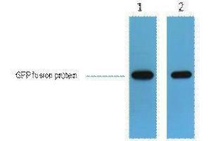 Western Blotting (WB) image for anti-Green Fluorescent Protein (GFP) antibody (ABIN3181249) (GFP anticorps)