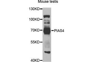 Western blot analysis of extracts of mouse testis, using PIAS4 antibody (ABIN5975368) at 1/1000 dilution. (PIAS4 anticorps)