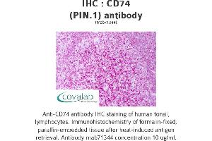 Image no. 1 for anti-HLA-DR-gamma (CD74) antibody (ABIN5693517) (CD74 anticorps)