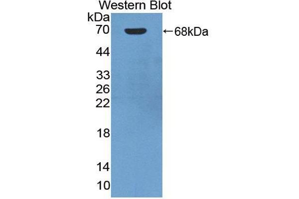 Angiostatin anticorps  (AA 100-434)