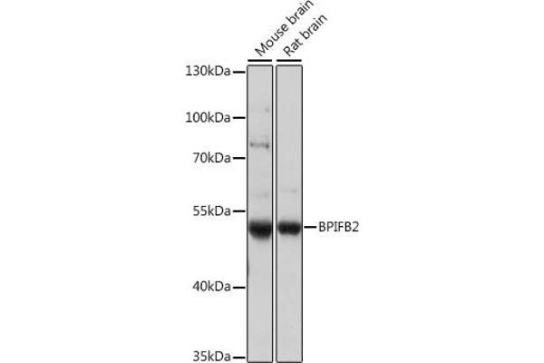 BPIL1 anticorps  (AA 40-340)