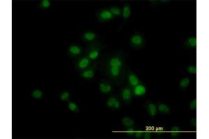 Immunofluorescence (IF) image for anti-Histone Deacetylase 1 (HDAC1) (AA 1-482) antibody (ABIN516392)