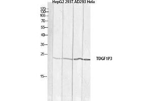 Western Blot (WB) analysis of HepG2 293T AD293 HeLa lysis using TDGF1P3 antibody. (Cripto-3 anticorps)