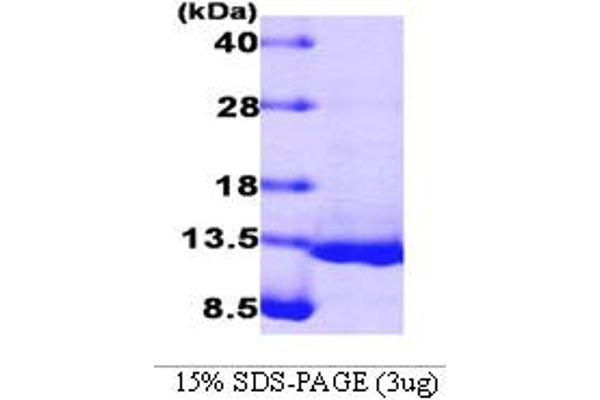 BMP4 Protein (AA 293-408)