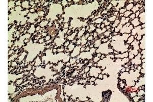 Immunohistochemical analysis of paraffin-embedded mouse-lung, antibody was diluted at 1:100. (NRF2 anticorps  (acLys599))