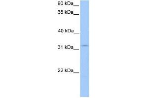 KCTD21 antibody used at 1 ug/ml to detect target protein. (KCTD21 anticorps  (N-Term))