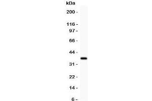 Western blot testing of GFRA1 antibody and recombinant human protein (0. (GFRA1 anticorps  (AA 25-227))