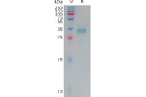 Human C(144-156) Protein, mFc Tag on SDS-PAGE under reducing condition. (Claudin 3 Protein (CLDN3) (AA 144-156) (mFc Tag))