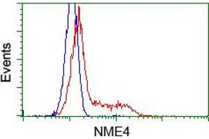 Flow Cytometry (FACS) image for anti-NME/NM23 Nucleoside Diphosphate Kinase 4 (NME4) antibody (ABIN1499779) (NME4 anticorps)