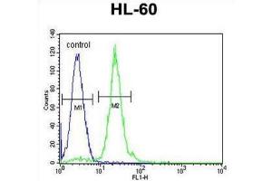 Flow Cytometry (FACS) image for anti-Carnitine Palmitoyltransferase 1C (CPT1C) antibody (ABIN2996207) (CPT1C anticorps)