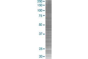 TEAD4 transfected lysate. (TEAD4 293T Cell Transient Overexpression Lysate(Denatured))