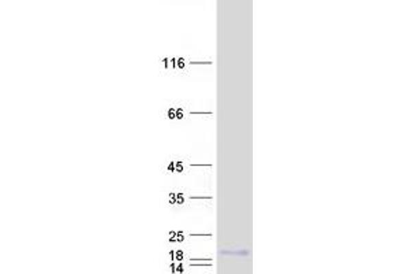 SPRR2A Protein (Myc-DYKDDDDK Tag)