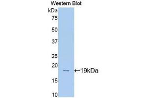 Western blot analysis of recombinant Mouse MK. (Midkine anticorps  (AA 22-140))