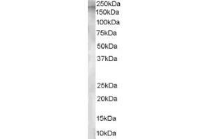 Image no. 1 for anti-Glutamyl Aminopeptidase (Aminopeptidase A) (ENPEP) (Internal Region) antibody (ABIN374574) (ENPEP anticorps  (Internal Region))