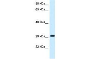 Image no. 1 for anti-Mitochondrial Ribosomal Protein L19 (MRPL19) (C-Term) antibody (ABIN6747692) (MRPL19 anticorps  (C-Term))