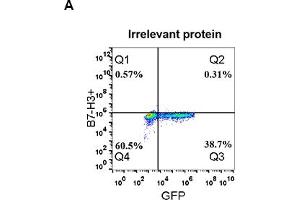 Expi 293 cell line transfected with irrelevant protein  (A) and human B7-H3  (B) were surface stained with Rabbit anti-B7-H3 monoclonal antibody 1 μg/mL (clone: DM53) followed by Alexa 488-conjugated anti-rabbit IgG secondary antibody. (Recombinant CD276 anticorps  (AA 29-245))