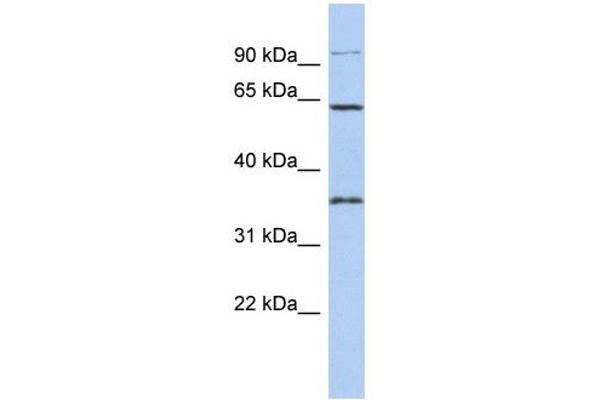 FAM71B anticorps  (Middle Region)