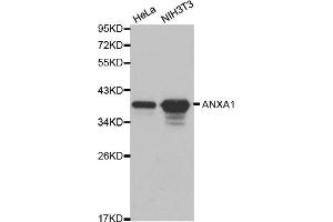 Western blot analysis of extracts of various cell lines, using ANXA1 antibody (ABIN5970468). (Annexin a1 anticorps)
