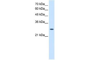 AK2 antibody used at 2. (Adenylate Kinase 2 anticorps  (N-Term))