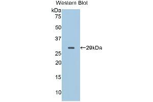 Detection of Recombinant CD40L, Porcine using Polyclonal Antibody to Cluster Of Differentiation 40 Ligand (CD40L) (CD40 Ligand anticorps  (AA 111-261))