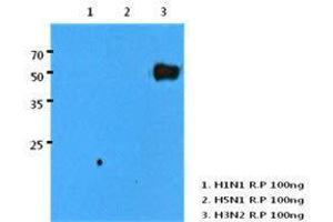 Human H3N2/HA recombinant protein (100 ng) were resolved by SDS-PAGE, transferred to PVDF membrane and probed with H3N2/HA antibody (1:1000). (Influenza A Virus H3N2 anticorps  (AA 17-345))