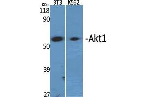 Western Blot (WB) analysis of specific cells using Akt1 Polyclonal Antibody. (AKT1 anticorps  (Ser137))