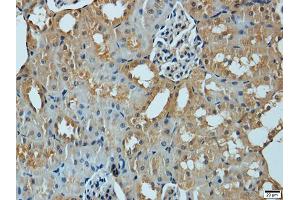 Immunohistochemistry of paraffin-embedded mouse kidney using MMP1 antibody. (MMP1 anticorps)