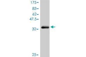 Western Blot detection against Immunogen (37. (Crk anticorps  (AA 127-226))