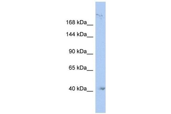 KIF1A anticorps  (N-Term)