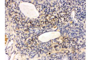 IHC(P): Rat Ovary Tissue (GNAQ anticorps  (N-Term))