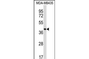 SFTPD Antibody (C-term) (ABIN657919 and ABIN2846866) western blot analysis in MDA-M cell line lysates (35 μg/lane). (SFTPD anticorps  (C-Term))