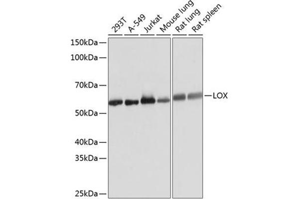 LOX anticorps