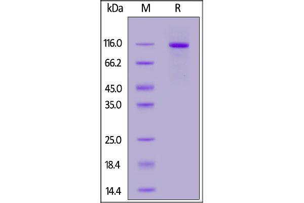 ELAPOR1 Protein (AA 42-910) (His tag)