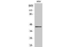 Western Blotting (WB) image for anti-GATA Binding Protein 1 (Globin Transcription Factor 1) (GATA1) (AA 109-158) antibody (ABIN3184749) (GATA1 anticorps  (AA 109-158))