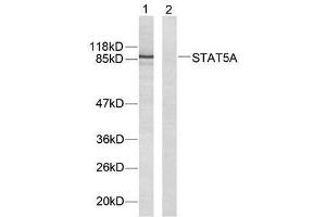 Western blot analysis of extracts from HeLa cells using STAT5A (Ab-694) antibody (E021048). (STAT5A anticorps)
