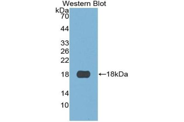 S100A3 anticorps  (AA 1-101)