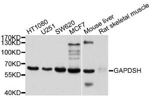 Western blot analysis of extracts of various cell lines, using GAPDHS antibody. (GAPDHS anticorps  (AA 179-408))