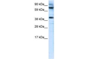 Western Blotting (WB) image for anti-MANSC Domain Containing 1 (MANSC1) antibody (ABIN2460922) (MANSC1 anticorps)