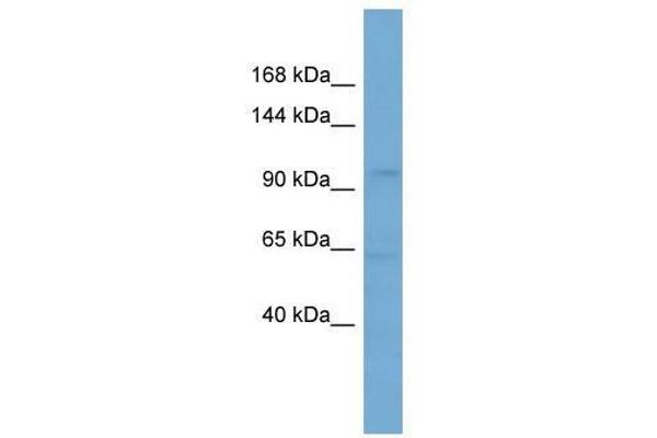 SLCO5A1 anticorps  (Middle Region)