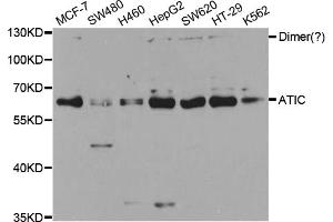 Western blot analysis of extracts of various cell lines, using ATIC antibody. (ATIC anticorps)