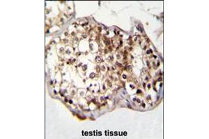 CAF-1 Antibody immunohistochemistry analysis in formalin fixed and paraffin embedded human testis tissue followed by peroxidase conjugation of the secondary antibody and DAB staining. (CNOT8 anticorps  (N-Term))