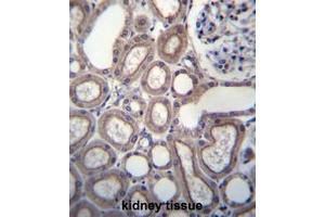 RNF180 Antibody (C-term) immunohistochemistry analysis in formalin fixed and paraffin embedded human kidney tissue followed by peroxidase conjugation of the secondary antibody and DAB staining. (RNF180 anticorps  (C-Term))