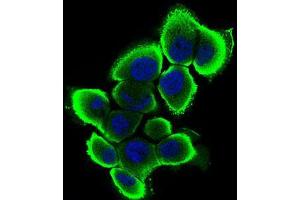 Immunofluorescence (IF) image for anti-Serpin Family A Member 7 (SERPINA7) (AA 168-302) antibody (ABIN1724894)