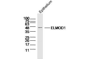 Mouse epithelium probed with ELMOD1 Polyclonal Antibody, Unconjugated  at 1:300 overnight at 4˚C. (ELMOD1 anticorps  (AA 21-120))