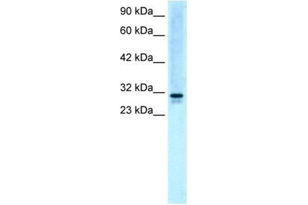 SNF8 anticorps  (N-Term)