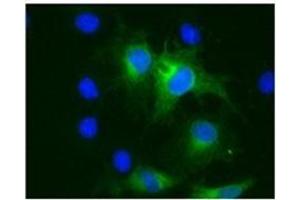 Immunofluorescence of COS cells 293T transfected with pHATMPRSS3. (TMPRSS3 anticorps)