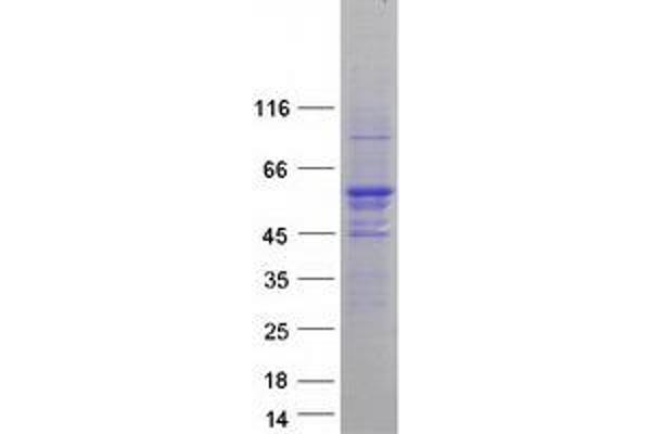 FAF2 Protein (Myc-DYKDDDDK Tag)