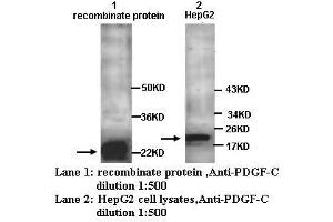 Image no. 1 for anti-Platelet-Derived Growth Factor CC (PDGFCC) antibody (ABIN790865) (Platelet-Derived Growth Factor CC (PDGFCC) anticorps)